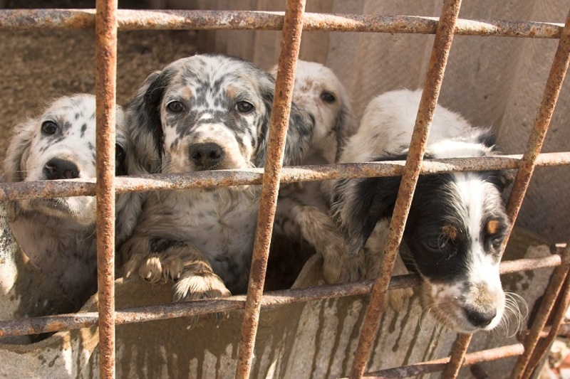 Puppy smuggling & dog theft