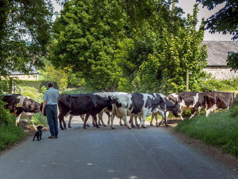 Rural crime in Wales