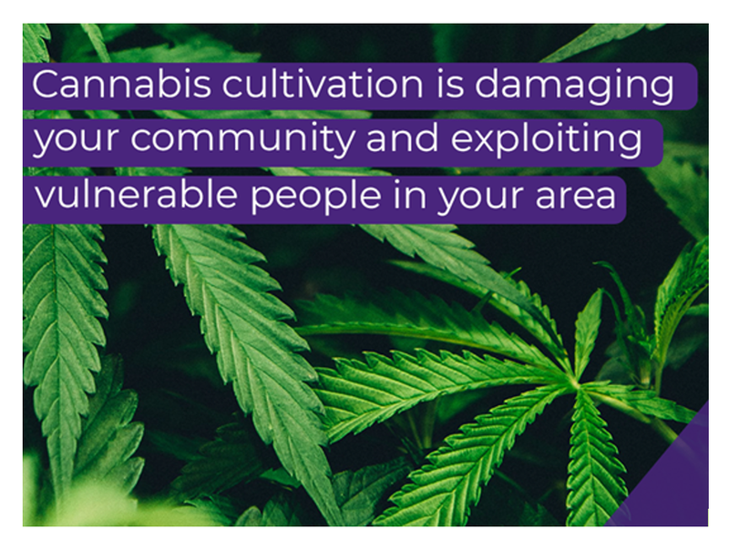 New North West campaign launched highlighting serious crimes and dangers associated with cannabis cu