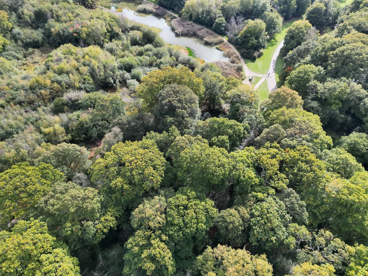 Southampton Common woodland area