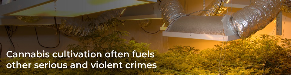 Cannabis cultivation often fuels serious and violent crimes