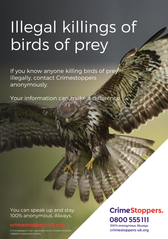 Identify birds of prey  Northumberland Wildlife Trust