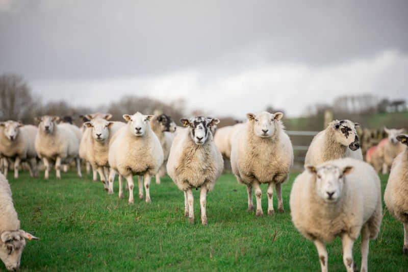 Sheep worrying