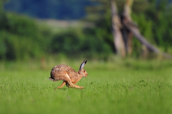 Hare