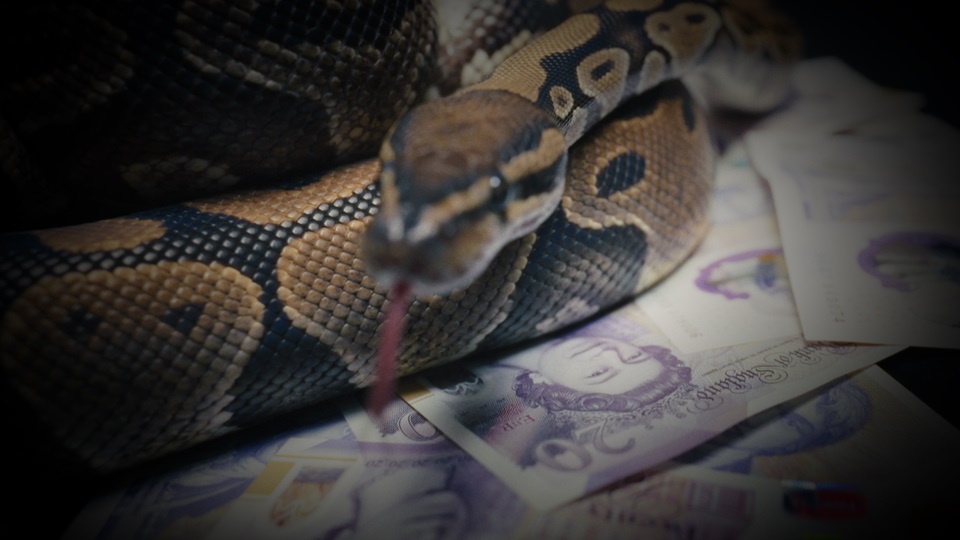 Snake guarding money.