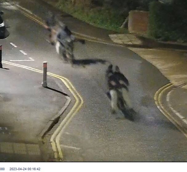 Wiltshire attempted murder appeal - suspects 2